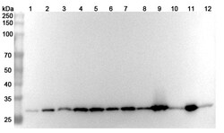BIOHIPPO&nbsp;Anti-YWHAZ Polyclonal Antibody, 100 µg