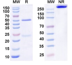BIOHIPPO&nbsp;Research Grade Anti-Human IL22RA1 Biosimilar Antibody (ARGX-112), 100 µg