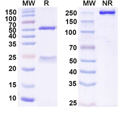BIOHIPPO&nbsp;Research Grade Anti-Human TERM2 Biosimilar Antibody (DNL919), 100 µg