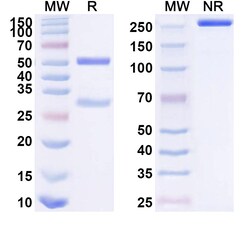 BIOHIPPO&nbsp;Anti-Human IDE Antibody (SAA1582), 100 µg