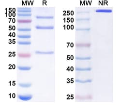 BIOHIPPO&nbsp;Anti-Human IRAK4 Antibody (SAA1623), 100 µg