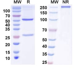 BIOHIPPO&nbsp;InVivoMAb Anti-Human IFNA1/Interferon alpha-D (Iv0036), 100 µg