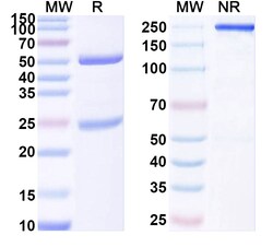 BIOHIPPO&nbsp;InVivoMAb Anti-HRSV/hMPV Fusion glycoprotein Neutralizing Antibody (M2D2), 100 µg