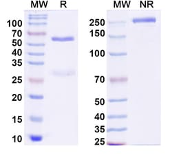 BIOHIPPO&nbsp;Anti-West Nile virus/WNV GP1/Genome polyprotein Antibody (CR4274), 100 µg