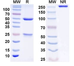 BIOHIPPO&nbsp;InVivoMAb Anti-Human IFNB1/IFN-beta Antibody (Iv0199), 100 µg