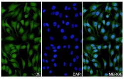BIOHIPPO&nbsp;Anti-IDE Polyclonal Antibody, 100 µg
