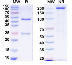 BIOHIPPO&nbsp;InVivoMAb Anti-F8/Coagulation factor VIII Antibody (KM41), 100 µg