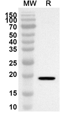BIOHIPPO&nbsp;Anti-DTYMK Polyclonal Antibody, 100 µg