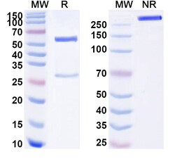 BIOHIPPO&nbsp;Anti-Human Abeta40/Beta-APP40 Antibody (SAA1461), 100 µg