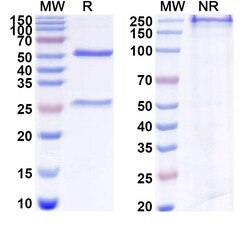 BIOHIPPO&nbsp;Anti-Human XI collagen Antibody (L10D9), 100 µg