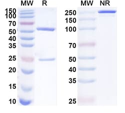BIOHIPPO&nbsp;Anti-Phospho-AKT1 (pS473) Antibody (P8.H9), 100 µg