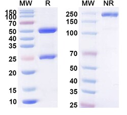 BIOHIPPO&nbsp;Research Grade Anti-Human Lewis Y (cBR96), 100 µg