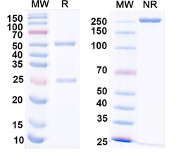 BIOHIPPO&nbsp;Anti-HCV Hepacivirin/NS3 helicase/NS3P/Viroporin p70 Antibody (24#), 100 µg