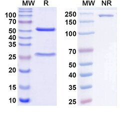BIOHIPPO&nbsp;Anti-C.difficile Toxin A/tcdA Antibody (SAA1378), 100 µg