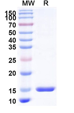 BIOHIPPO&nbsp;Anti-Hepatitis C virus/HCV Genome polyprotein Nanobody (SAA1346), 100 µg