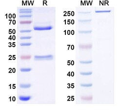 BIOHIPPO&nbsp;Anti-Aspergillus fumigatus mitF/aspF1 Antibody (SAA0653), 100 µg