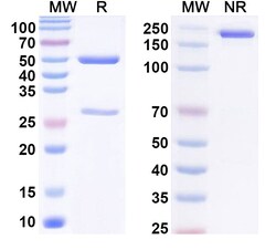 BIOHIPPO&nbsp;Anti-Phospho-HTRA2 (pS212) Antibody (P6.C12), 100 µg