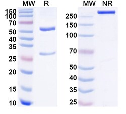 BIOHIPPO&nbsp;InVivoMAb Anti-Hepatitis E virus/HEV pORF2 P domain Neutralizing Antibody (Iv0278), 100 µg