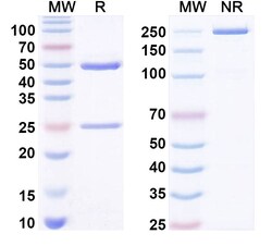 BIOHIPPO&nbsp;Anti-Phospho-SGK1 (pS422) Antibody (P10.D6), 100 µg