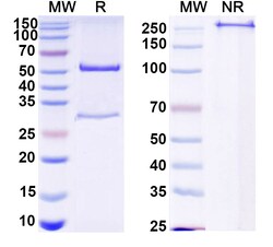 BIOHIPPO&nbsp;Anti-HCV Hepacivirin/NS3 helicase/NS3P/Viroporin p70 Antibody (28#), 100 µg