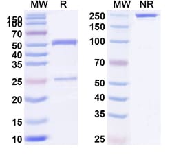 BIOHIPPO&nbsp;Anti-HLA-A2-peptide (RLVDDFLLV) Complex (3A12), 100 µg