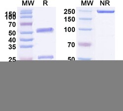 BIOHIPPO&nbsp;Anti-HLA-A2-peptide (RLVDDFLLV) Complex (3H2), 100 µg
