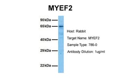 Aviva Systems Biology Corp MYEF2 Antibody - middle region (ARP32738_P050)