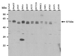 Aviva Systems Biology Corp CREB3L1 Antibody - N-terminal region (ARP36109_T100)
