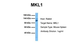 Aviva Systems Biology Corp MKL1 Antibody - C-terminal region (ARP37504_T100)