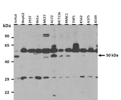 Aviva Systems Biology Corp TUBA4A Antibody - middle region (ARP40179_P050)
