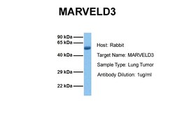 Aviva Systems Biology Corp MARVELD3 Antibody - middle region (ARP44715_P050)