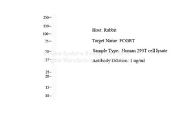 Aviva Systems Biology Corp FCGRT Antibody - N-terminal region (ARP46406_P050)