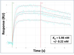 Aviva Systems Biology Corp TSPAN5 Antibody - middle region (ARP46640_P050)