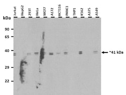 Aviva Systems Biology Corp PCMTD1 Antibody - middle region (ARP48984_T100)
