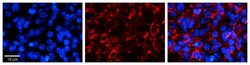 Aviva Systems Biology Corp PTOV1 Antibody - N-terminal region (ARP50614_P050)
