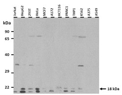 Aviva Systems Biology Corp UXT Antibody - N-terminal region (ARP51213_T100)