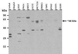 Aviva Systems Biology Corp ARL13B Antibody - middle region (ARP52779_P050)
