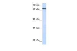 Aviva Systems Biology Corp TCF7L1 Antibody - N-terminal region (ARP57917_P050)
