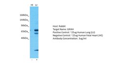 Aviva Systems Biology Corp GRIK4 Antibody - N-terminal region (AVARP13040_T100)