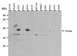 Aviva Systems Biology Corp NAXD Antibody - middle region (ARP47405_P050)