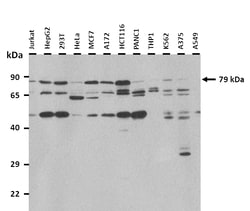Aviva Systems Biology Corp MAPT Antibody - middle region (ARP48103_P050)
