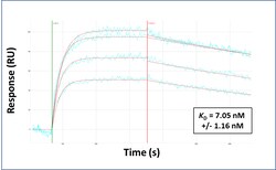 Aviva Systems Biology Corp ISGF3G Antibody - N-terminal region (ARP31200_P050)