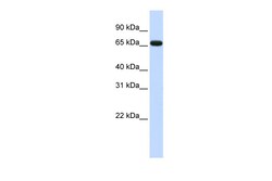 Aviva Systems Biology Corp ZNF775 Antibody - N-terminal region (ARP31896_P050)