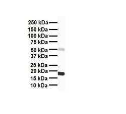 Aviva Systems Biology Corp PPARA Antibody - N-terminal region (ARP33066_P050)