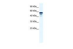 Aviva Systems Biology Corp ZNF230 Antibody - N-terminal region (ARP35795_P050)