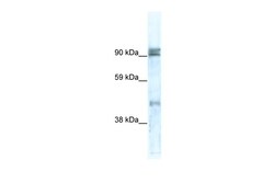 Aviva Systems Biology Corp ZNF227 Antibody - N-terminal region (ARP36261_P050)