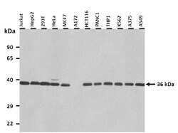 Aviva Systems Biology Corp GJD2 Antibody - middle region (ARP36623_P050)