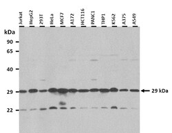 Aviva Systems Biology Corp MSX2 Antibody - N-terminal region (ARP38153_T100)