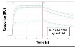Aviva Systems Biology Corp STAT3 Antibody - N-terminal region (ARP38253_P050)