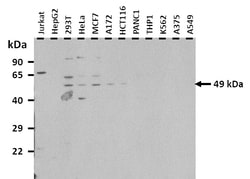 Aviva Systems Biology Corp TEAD3 Antibody - C-terminal region (ARP38278_P050)